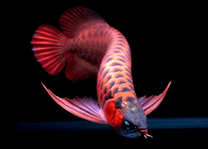 Budidaya Ikan Arwana Super Red Menguntungkan