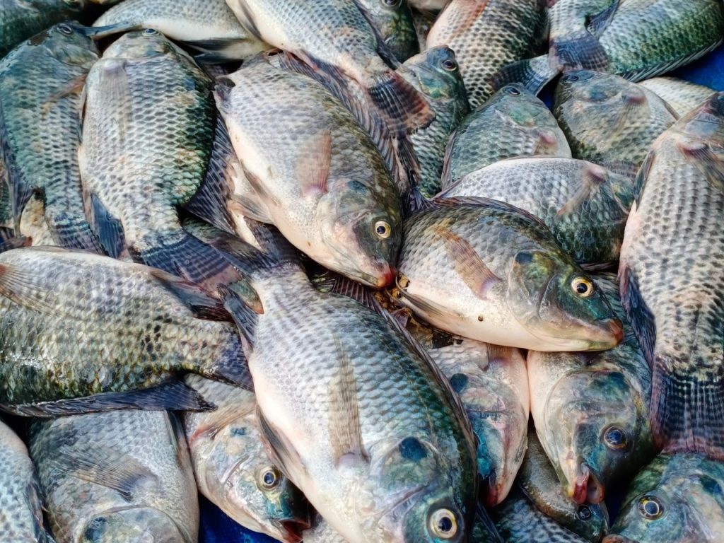 biaya ternak ikan lele