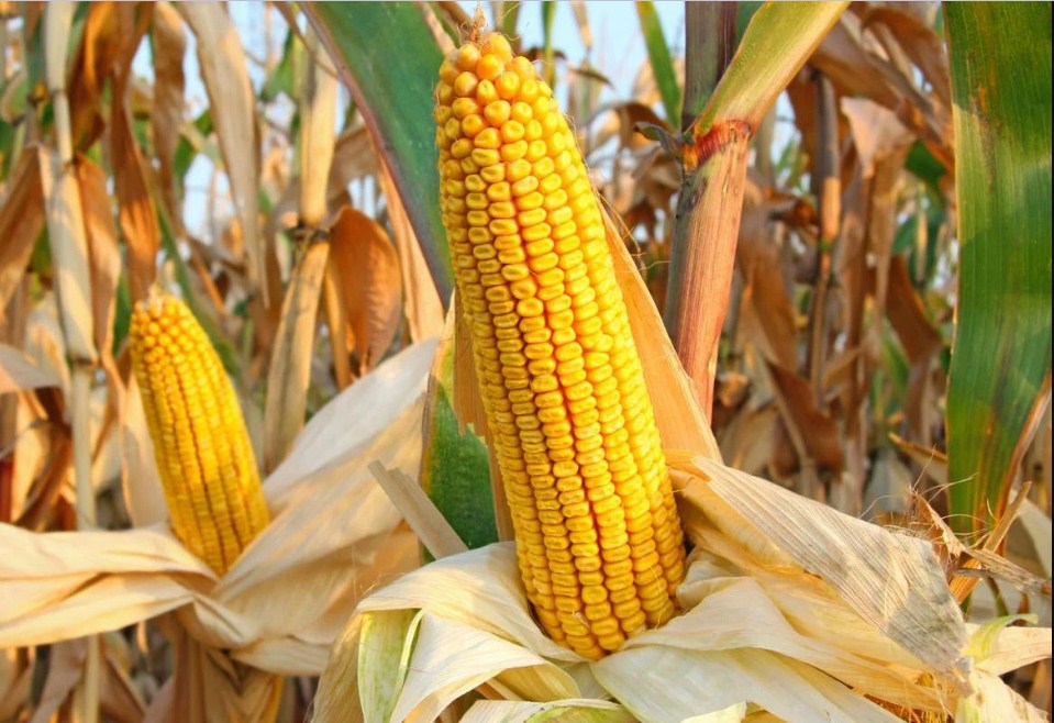 jenis jagung untuk pakan ternak